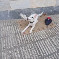 واگذاری سگ اشپیتز