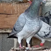 جفت کبوتر گوره ای