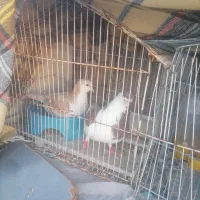 کبوتر با جوجه