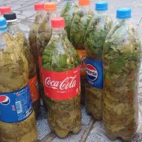 برگ مو ،،در آب شور