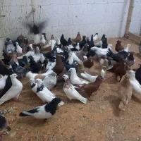 بار جدید رسید شوشترنو داخل محوطه بازارچه