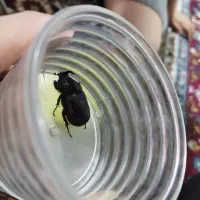 سوسک کرگدنی شاخدار خرما