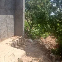 باغ-انگور-2500متری-تاکستان