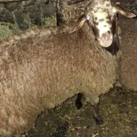 دو عدد بره نر ۵۵الی۶۰کیلو گرمی