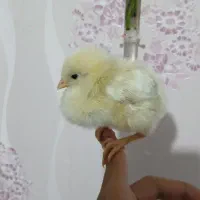 جوجه مرغ