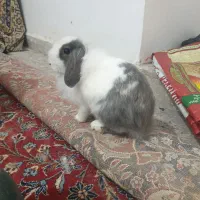 خرگوش نژاد دار