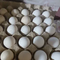 باسلام فروش تعدادی تخم مرغ محلی