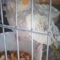 عروس هلندی گمشده