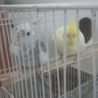 جفت عروس ۵تخم