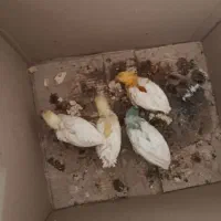 جوجه