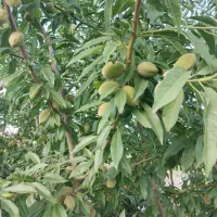 فروش باغ میوه و انگور