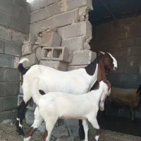 کهره پنجابی