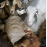فروش ۵۰تا بزغاله امساله