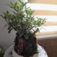 گل بونسای هندی