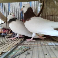 جفت جوجه طوقی