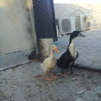 اردک