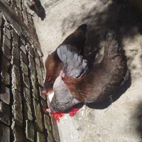 مرغ تخمگذار