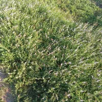 نعنا گل کرده ولایتی