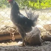 فروش خروس گلین اصل