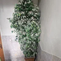 درخت بنجامین مصنوعی