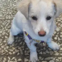 واگذاری سگ اشپیتز