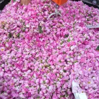خرید و فروش گلاب و گل محمدی