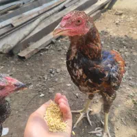 خروس لاری