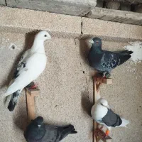 12کفتر قولدر پرشی همه زد خوردی