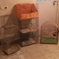 قفس قناری.مرغ عشق بزرگ ویدونه قفس عروس هلندی.مینا