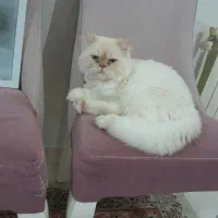 گربه پرشین