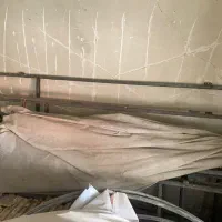 چتر سایبان