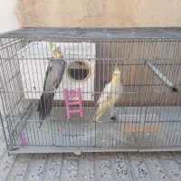 عروس هلندی