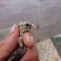جوجه سهره نر