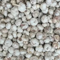 سیر