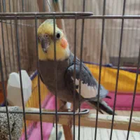 جفت عروس هلندی