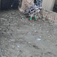 هفت رنگ کاکلی