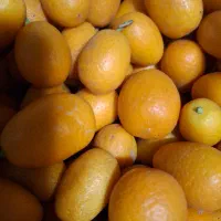 خوردنی|خوردنی و آشامیدنی|رشت, معلم|دیوار