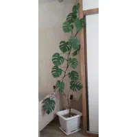 گیاه برگ انجیری