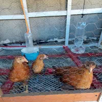 نیمچه خروس (جوجه خروس ۴ماهه)