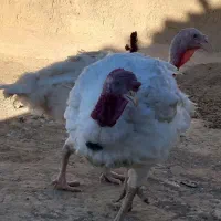 بوقلمون