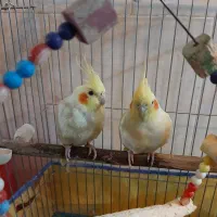 عروس هلندی لوتینو نر و ماده