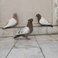 کبوتر