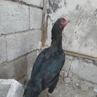 لاری|حیوانات مزرعه|اردبیل, |دیوار