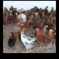 نیم چه جوجه مرغ خروس دو ورگ محلی