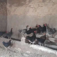 چند عدد خروس محلی