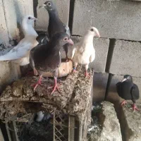کبوتر