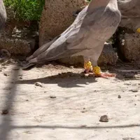 کبوتر قهوه ای کله زرد