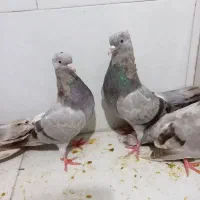 کبوتر بوشهری زرد خطی از کول شور