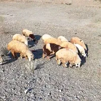 20عدد بره شیر