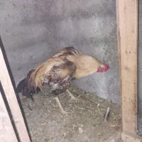 خروس ومرغ لاری